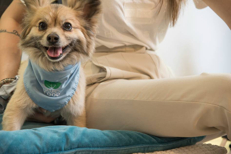 Owner reading wellness plan beside relaxed dog