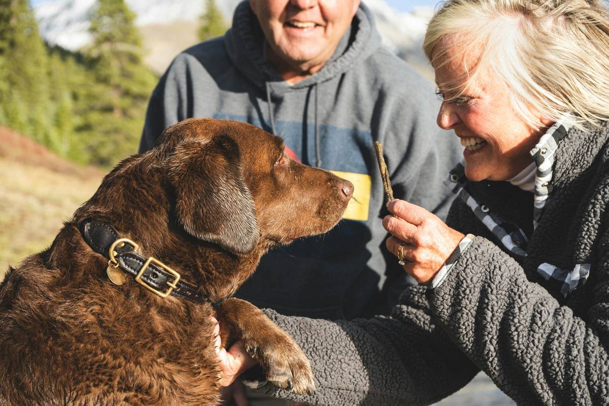Veterinarian performing microchip implantation add-on during routine pet wellness exam
