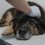 Emergency Care Add-On: 7 Proven Ways to Avoid Painful Pet Health Surprises