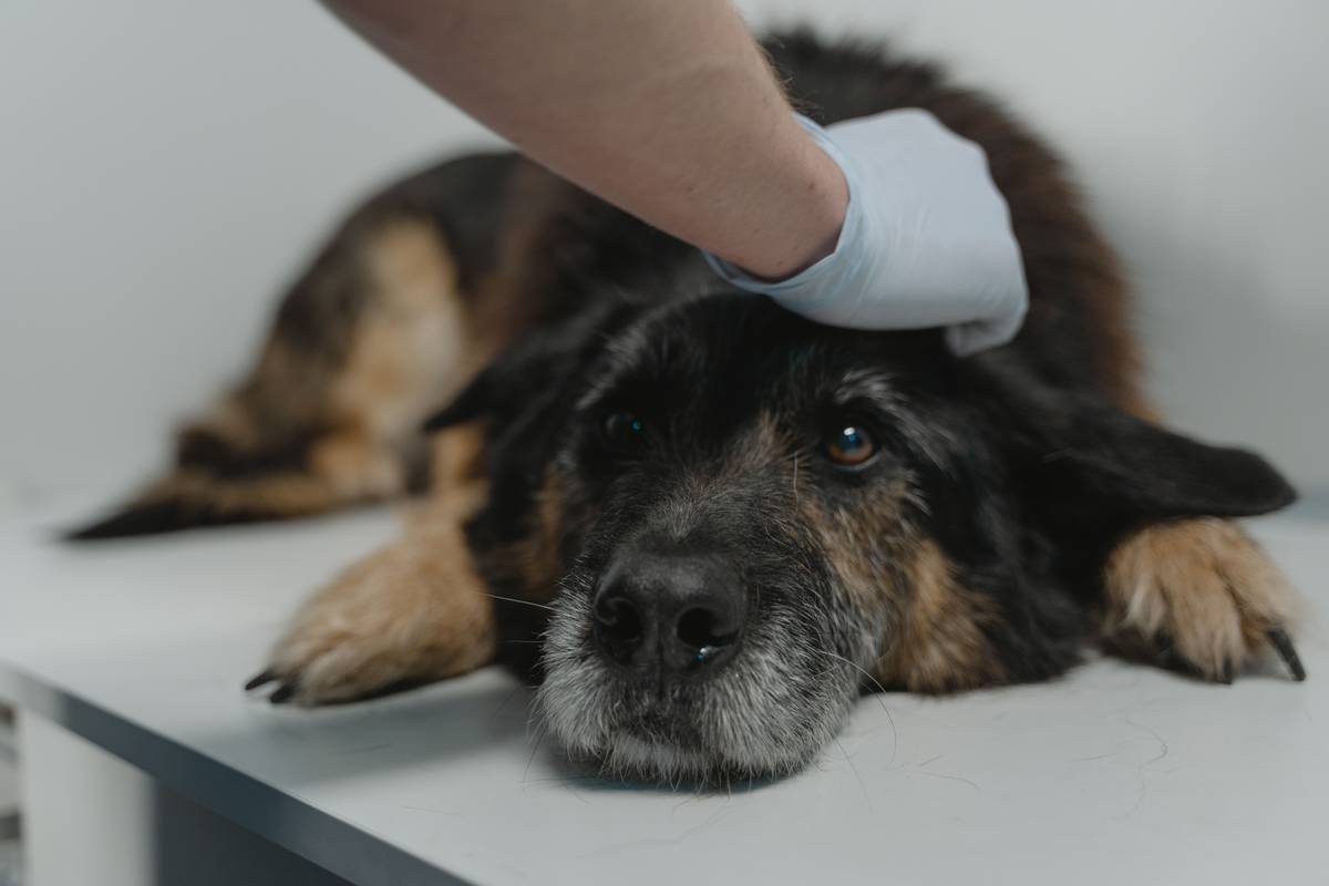 Emergency Care Add-On: 7 Proven Ways to Avoid Painful Pet Health Surprises