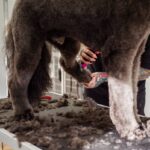 Grooming Service Add-On: 7 Proven Ways to Avoid Costly Wellness Plan Mistakes