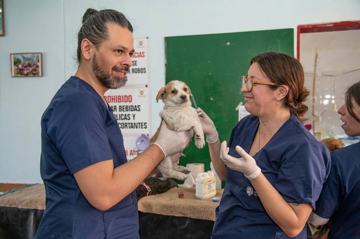 Veterinarian examining a dog during an emergency visit with emergency care add-on coverage