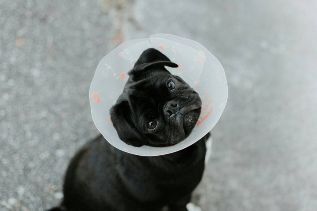 Why Your Pet’s Wellness Plan Needs a microchip implantation add-on