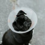 Why Your Pet’s Wellness Plan Needs a microchip implantation add-on