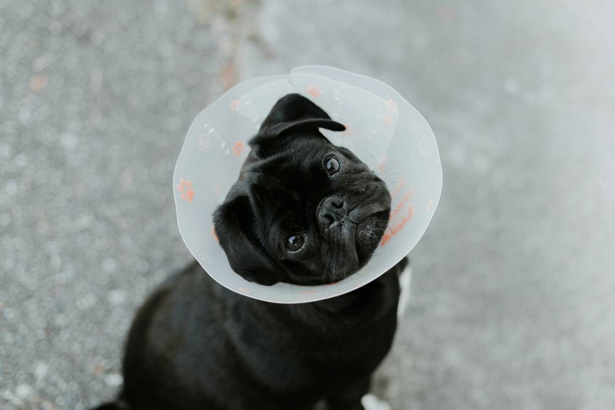 Why Your Pet’s Wellness Plan Needs a microchip implantation add-on