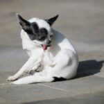 Acupuncture Add-On: 7 Proven Ways to Avoid Costly Pet Wellness Mistakes