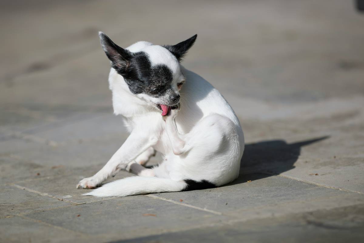 Acupuncture Add-On: 7 Proven Ways to Avoid Costly Pet Wellness Mistakes