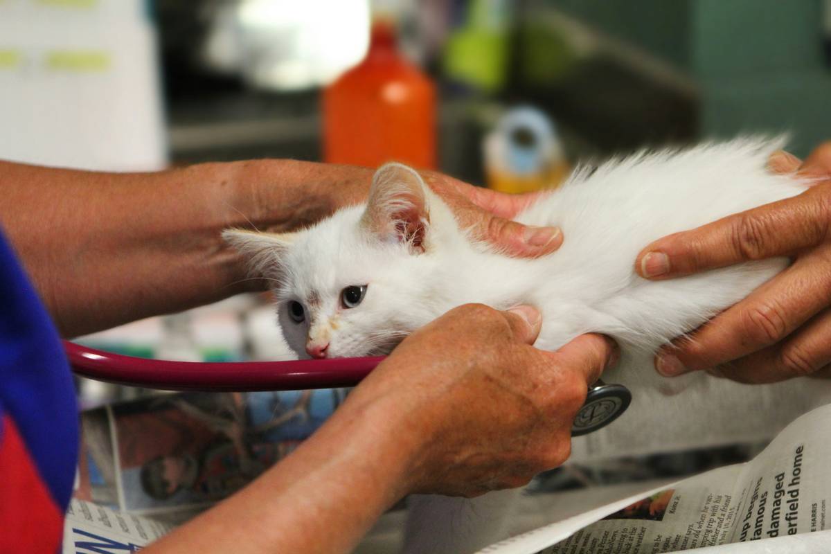 Veterinarian reviewing wellness plan fee details with pet owner