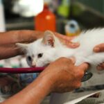 Heartworm Screening Plan: 7 Proven Steps to Avoid a Costly Mistake