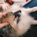Laser Therapy Add-On: 7 Proven Ways to Avoid Painful Pet Health Mistakes