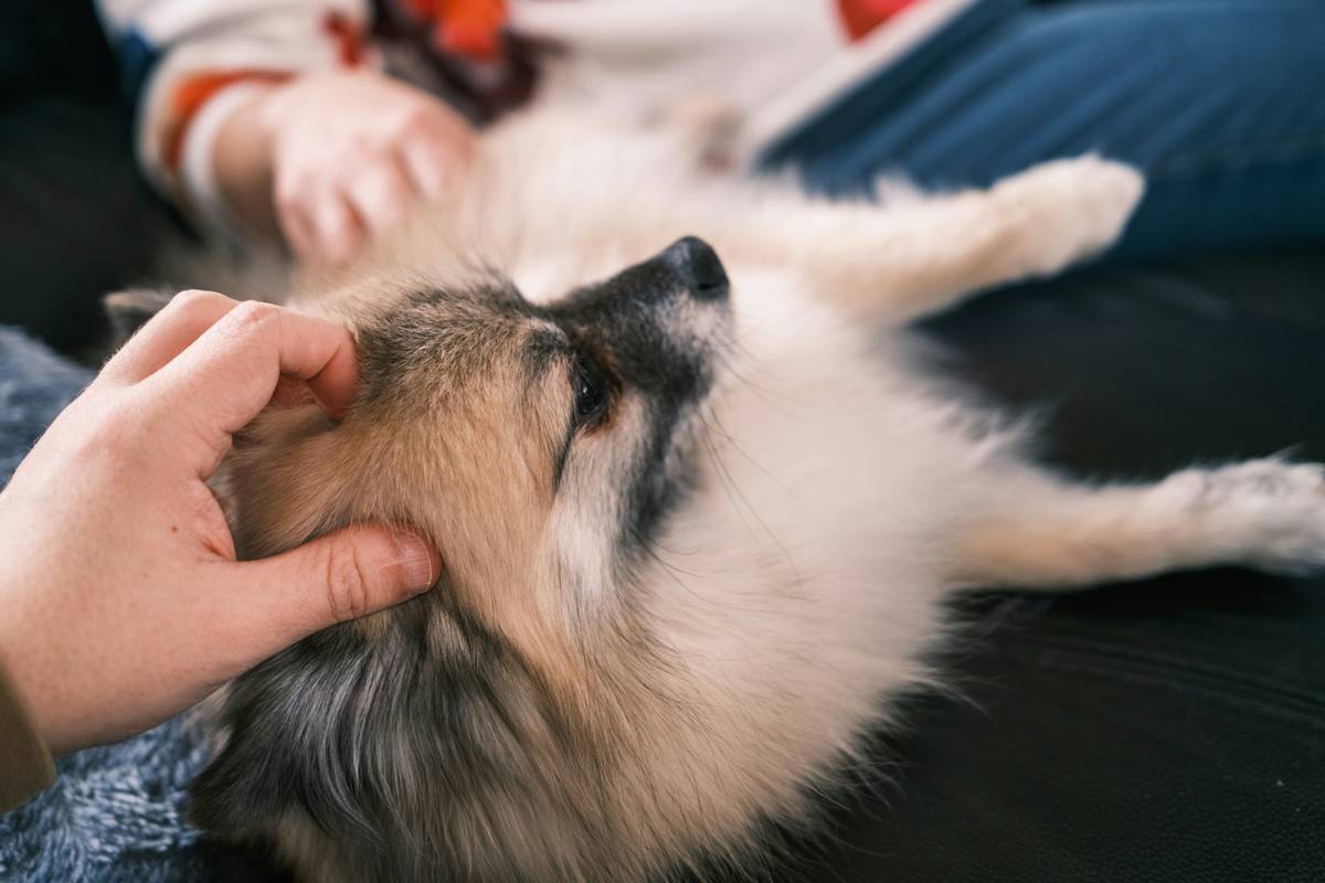 Laser Therapy Add-On: 7 Proven Ways to Avoid Painful Pet Health Mistakes