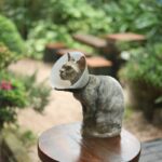 Urine Analysis Preventive: 7 Proven Ways to Avoid Painful Pet Health Mistakes