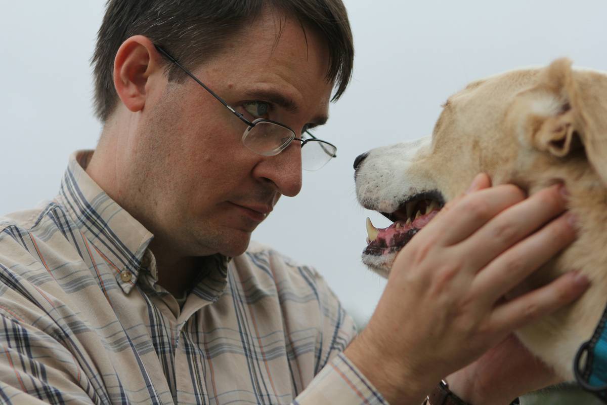 Veterinarian performing a heartworm screening plan on a golden retriever in clinic