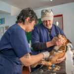 Wellness Plan Fee: 7 Proven Ways to Avoid Costly Pet Healthcare Mistakes