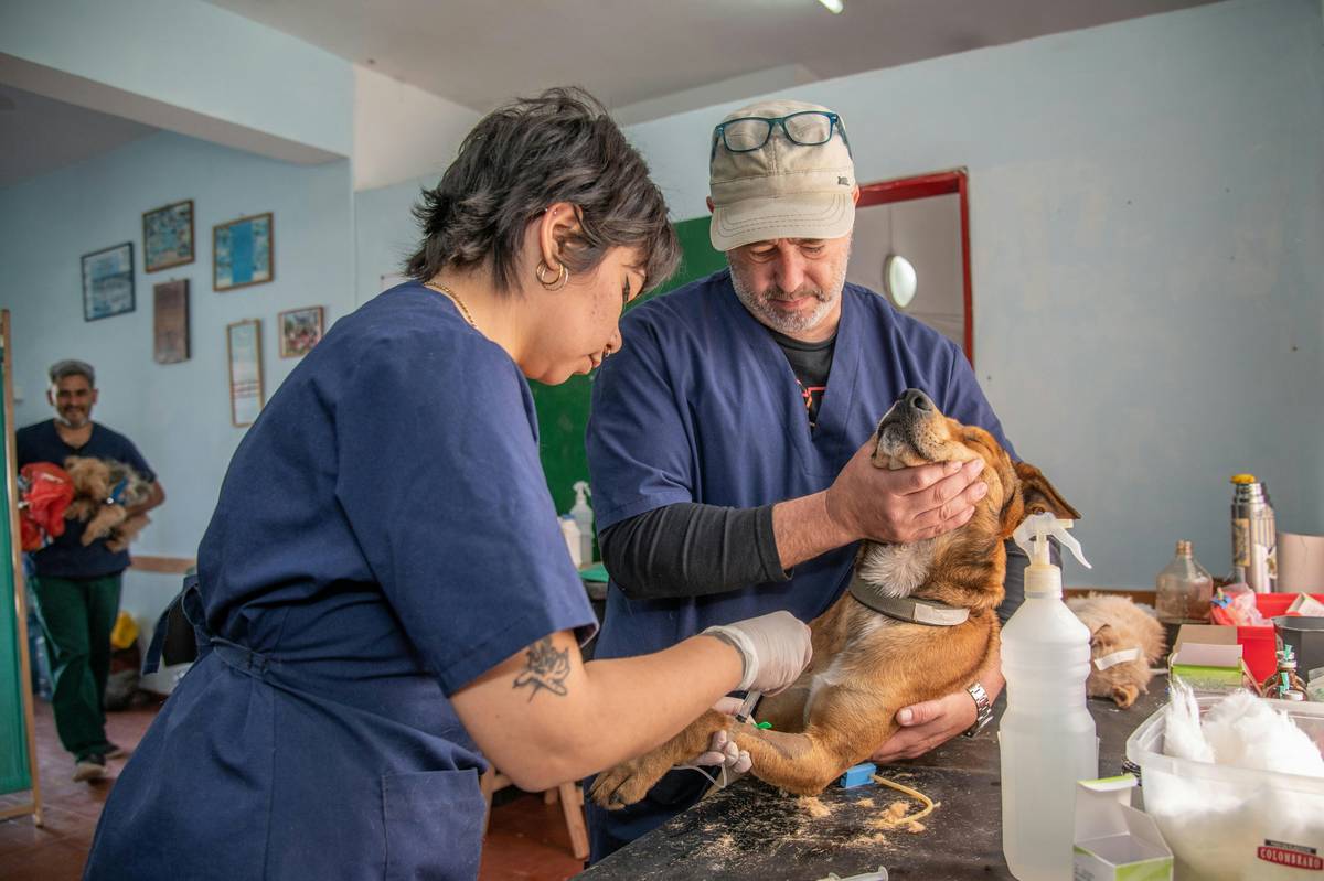 Wellness Plan Fee: 7 Proven Ways to Avoid Costly Pet Healthcare Mistakes